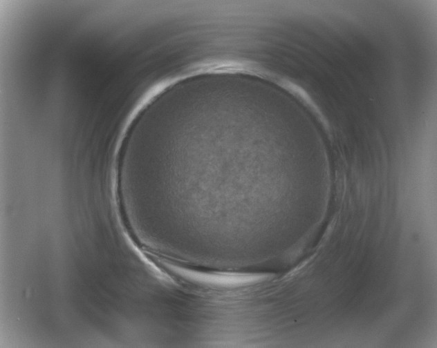 X0000066541424200603241359