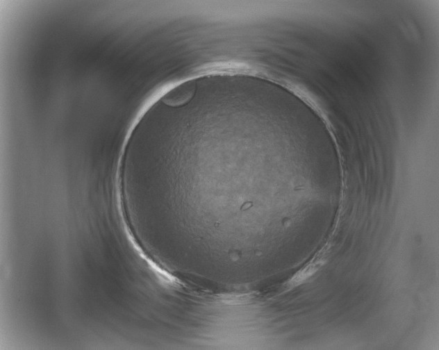 X0000066541440200603241400