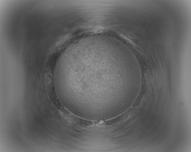 X0000066541447200603241359