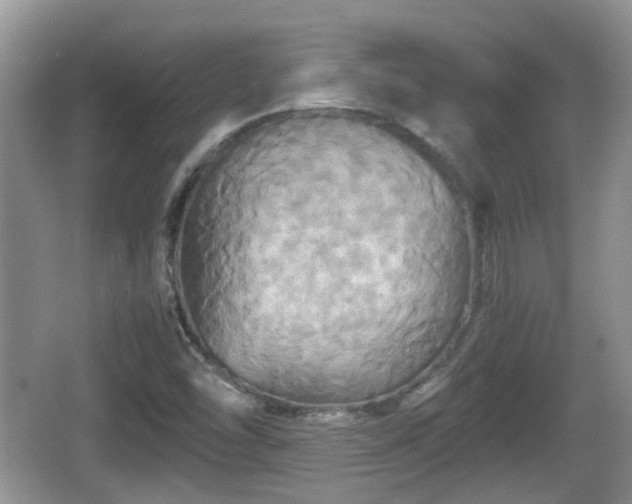 X0000066541454200603241359