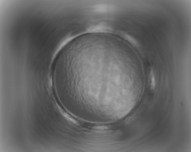 X0000066541462200603241358