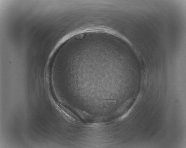 X0000066541506200603241357