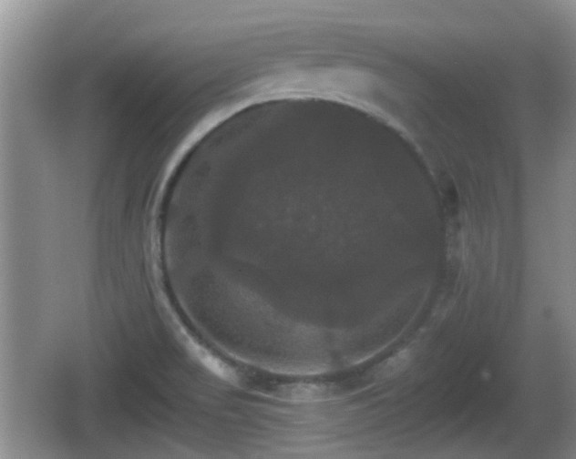 X0000066541517200603241358