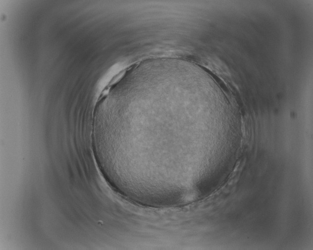 X0000066540003200603311856