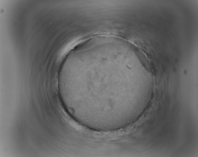 X0000066540005200603311856