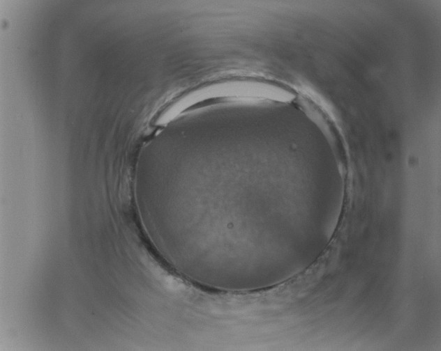 X0000066540009200603311856