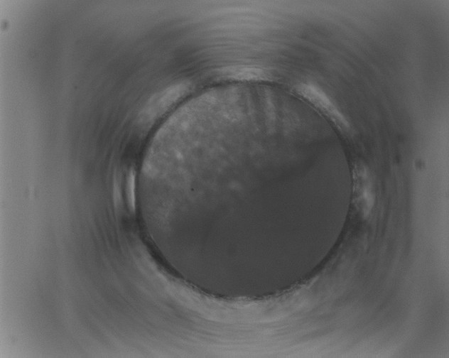 X0000066540014200603311856