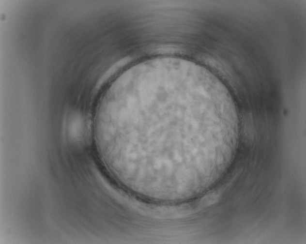 X0000066540016200603311856