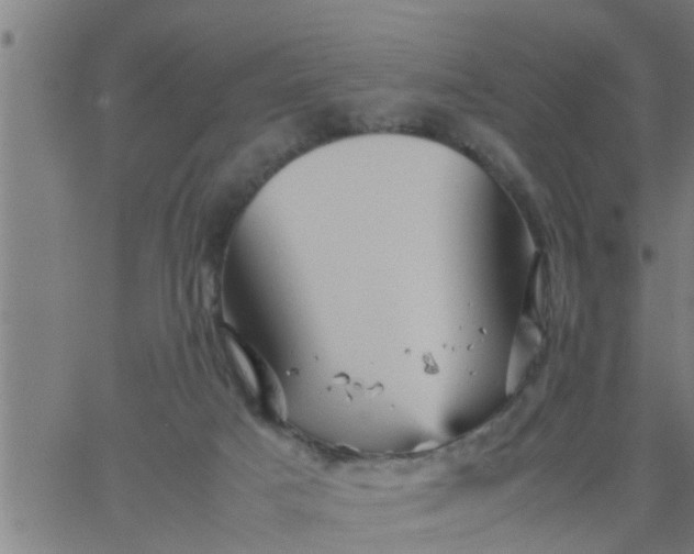 X0000066540025200603311856