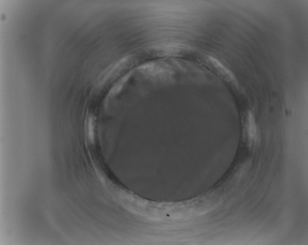 X0000066540026200603311856