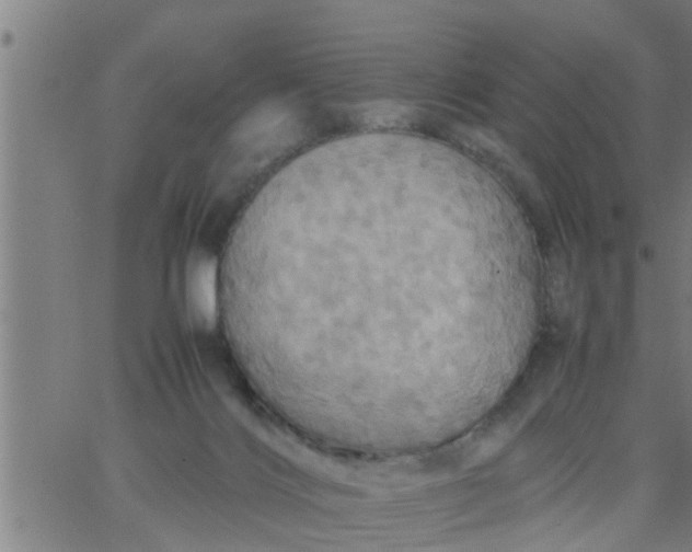 X0000066540028200603311856