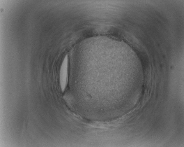 X0000066540033200603311856