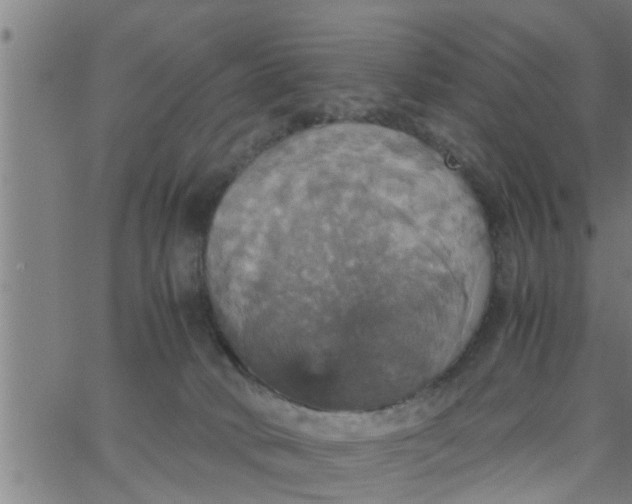 X0000066540034200603311856