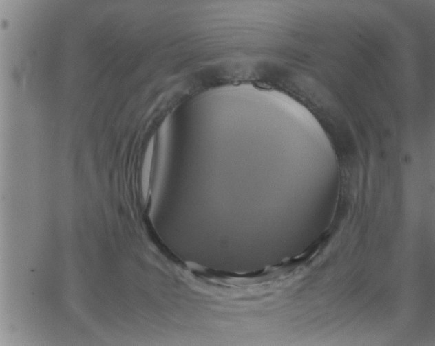 X0000066540035200603311856