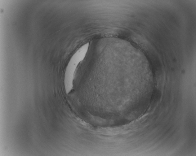 X0000066540041200603311856