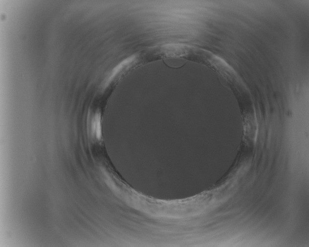 X0000066540046200603311856