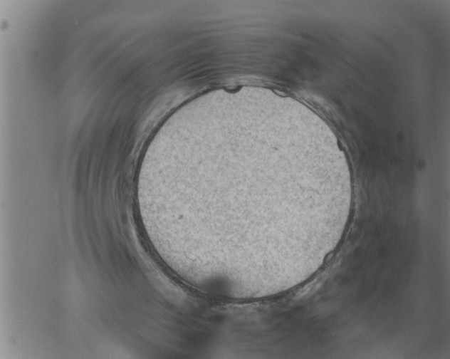 X0000066540049200603311855