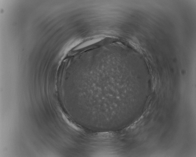 X0000066540050200603311855