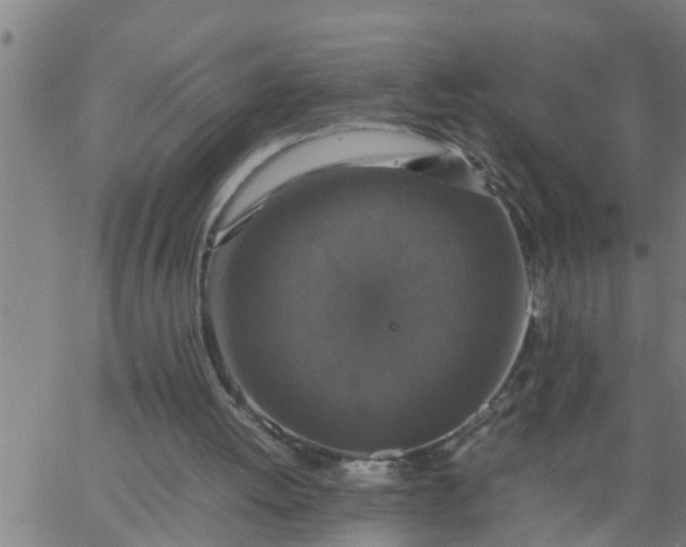 X0000066540052200603311855