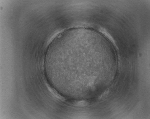 X0000066540058200603311855