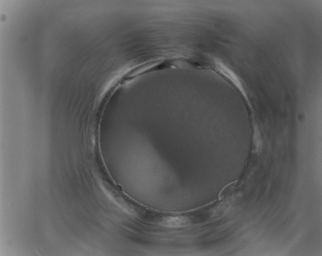 X0000066540059200603311855