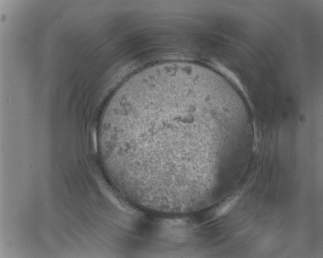 X0000066540061200603311855