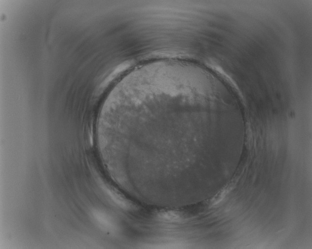 X0000066540062200603311855