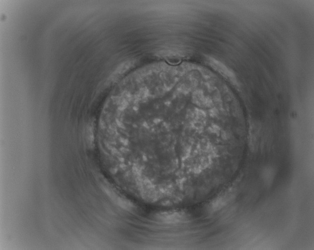 X0000066540065200603311855