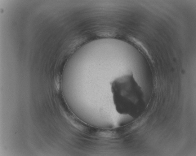 X0000066540069200603311855