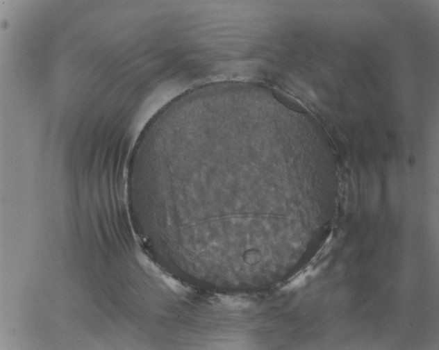 X0000066540100200603311855