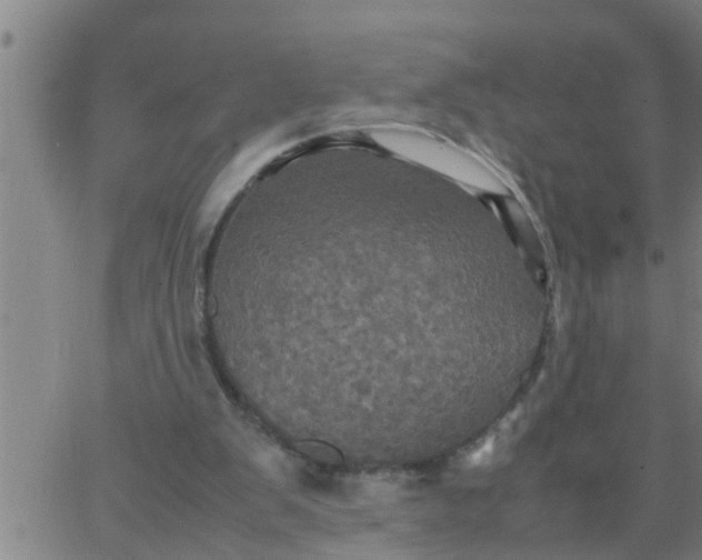 X0000066540103200603311855