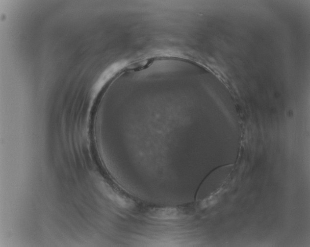 X0000066540104200603311855