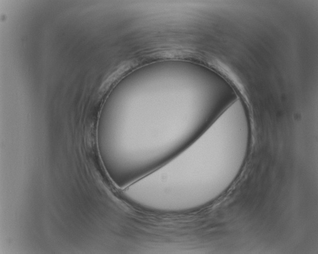 X0000066540105200603311855