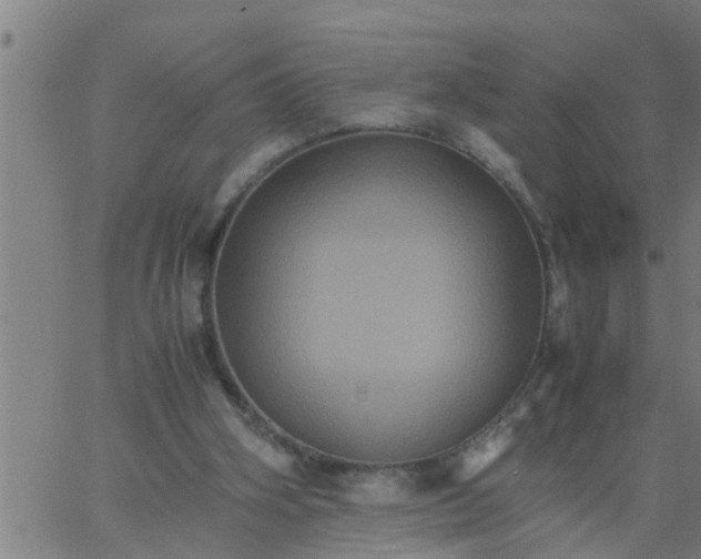 X0000066540106200603311855