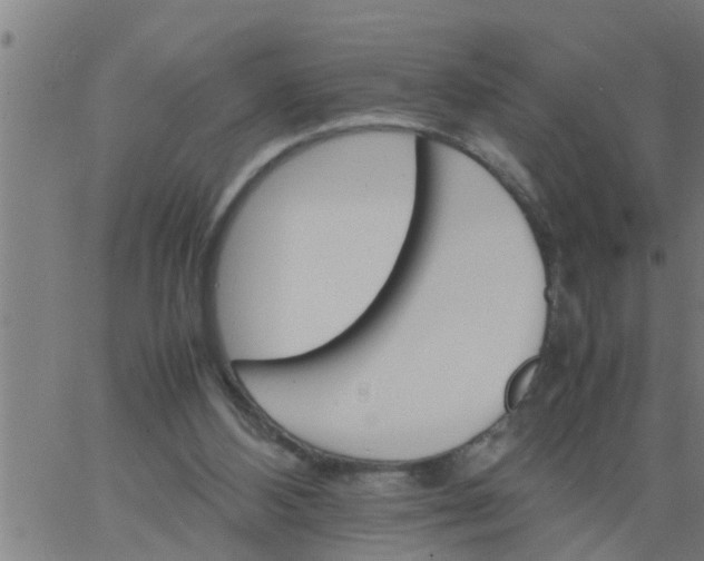 X0000066540108200603311855