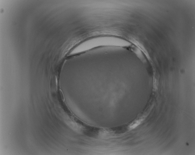 X0000066540109200603311855