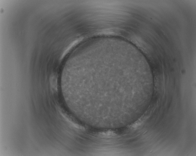 X0000066540112200603311855