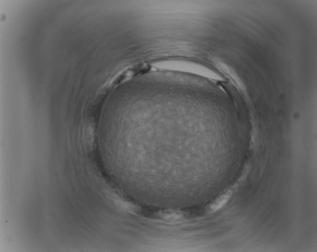 X0000066540113200603311855