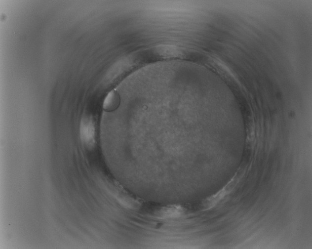 X0000066540124200603311854