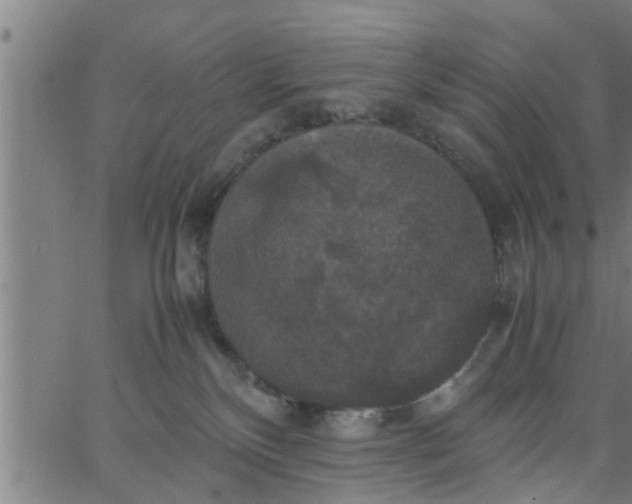 X0000066540136200603311854