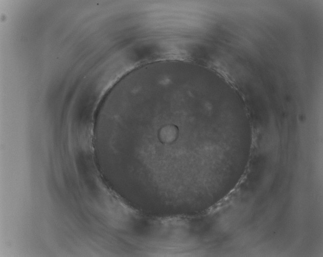 X0000066540146200603311853