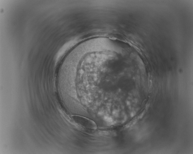 X0000066540149200603311853