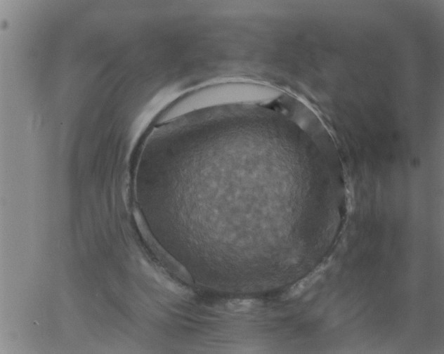 X0000066540152200603311853