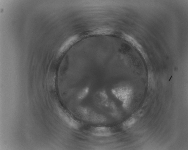 X0000066540153200603311853