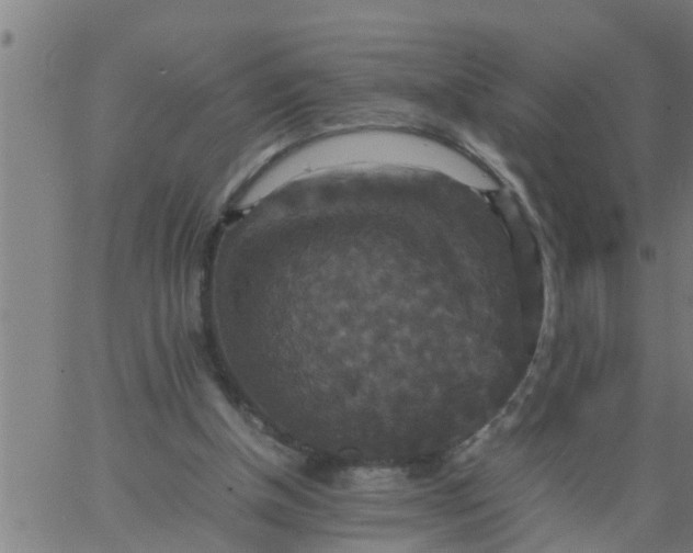 X0000066540154200603311853