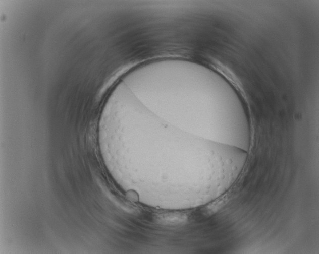 X0000066540155200603311853