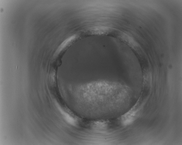 X0000066540166200603311854