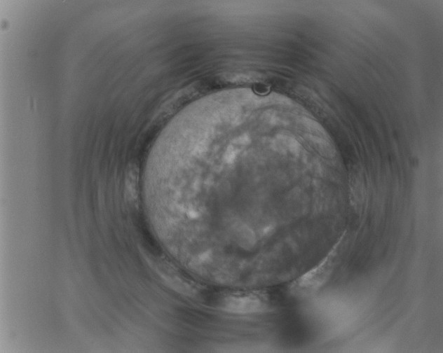 X0000066540175200603311854