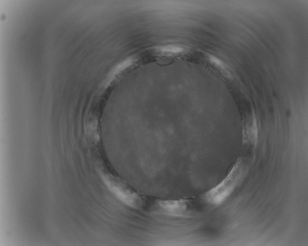 X0000066540187200603311854