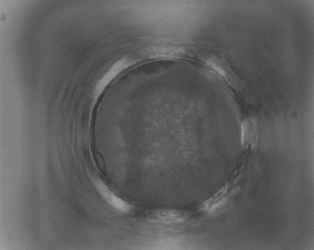 X0000066540195200603311853